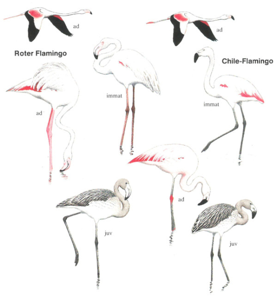 Flamants rose & Flamant du Chili &copy; Ian Willis